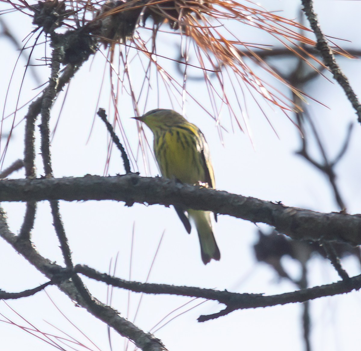 Cape May Warbler - ML641252355