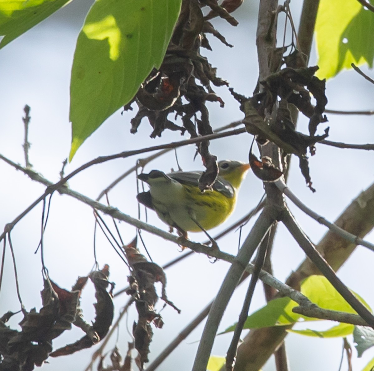 Magnolia Warbler - ML641252363
