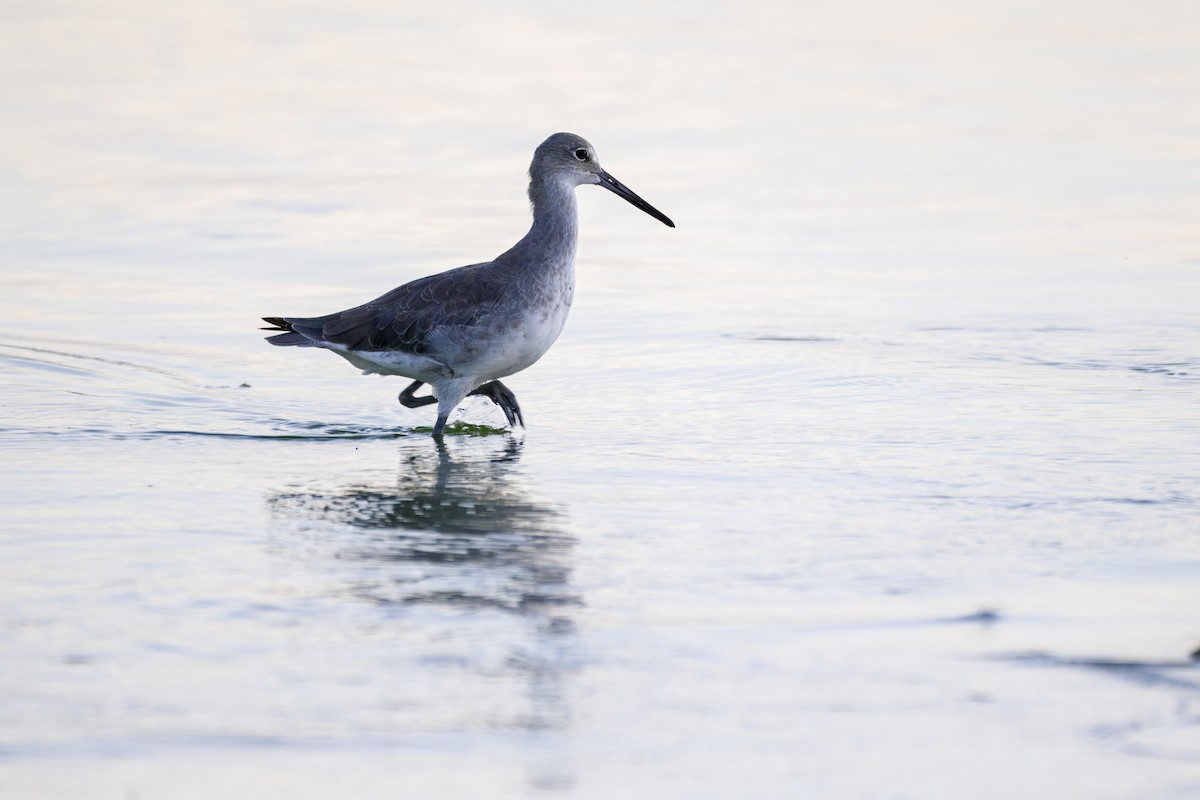 Willet - ML641252376