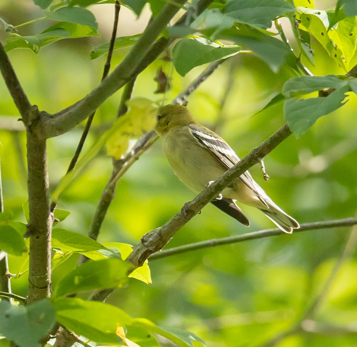 Bay-breasted Warbler - ML641252386