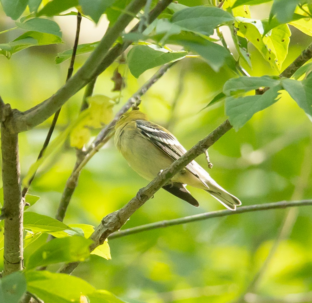 Bay-breasted Warbler - ML641252387