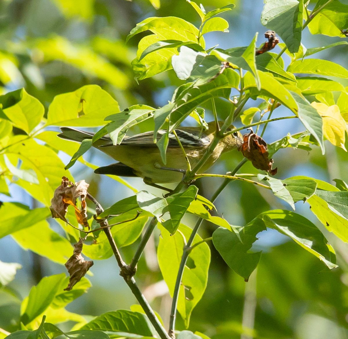 Bay-breasted Warbler - ML641252388
