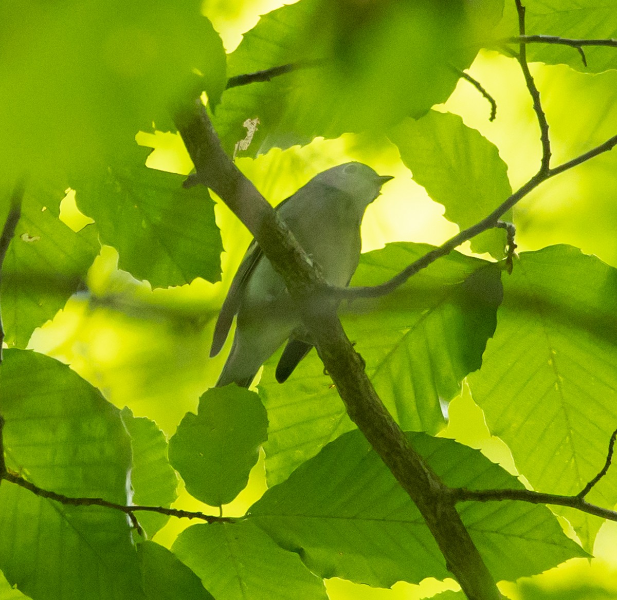 Chestnut-sided Warbler - ML641252401