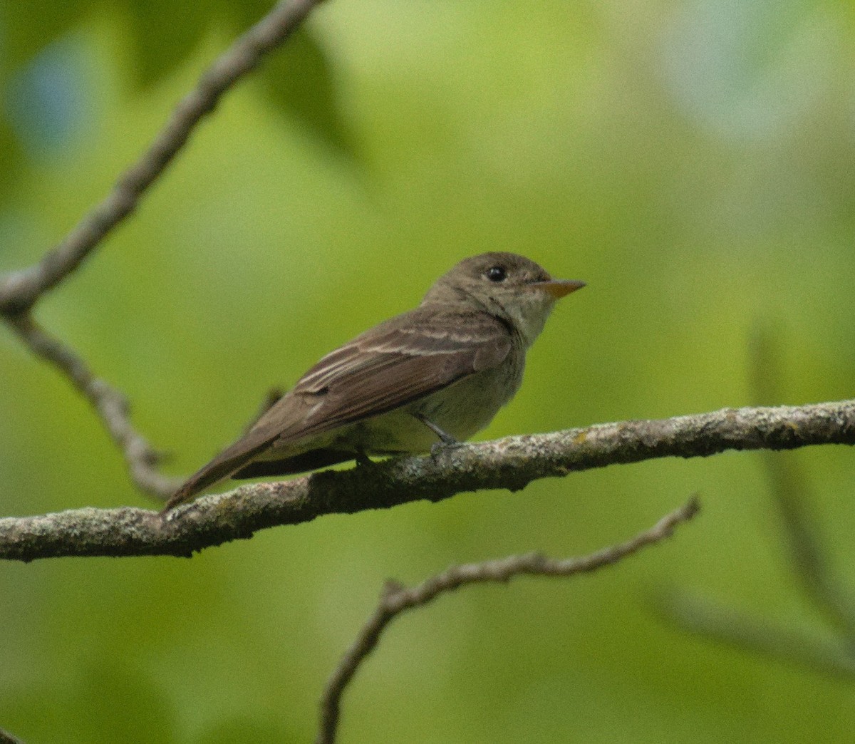 Empidonax sp. - ML641252446