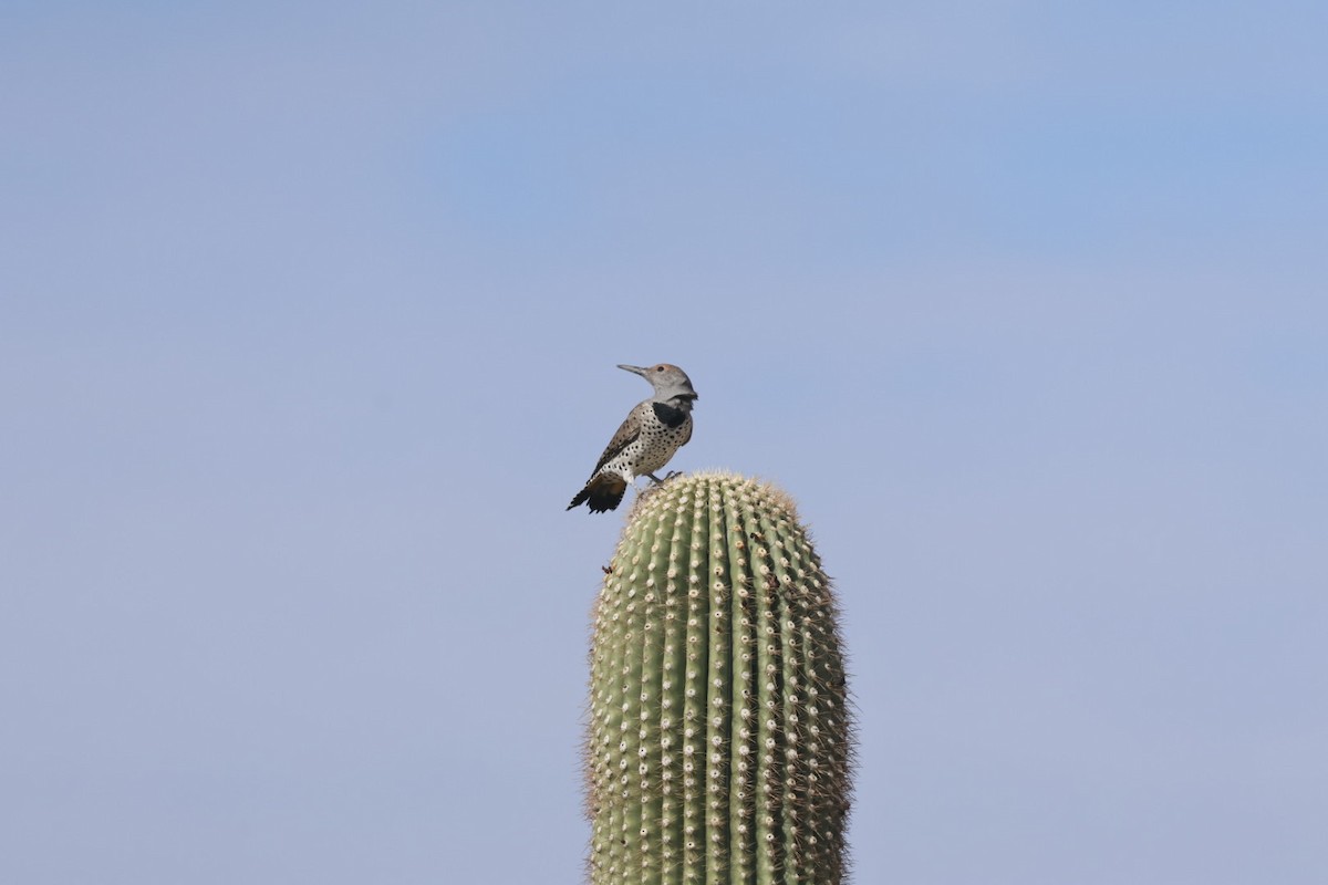 Gilded Flicker - ML641252471