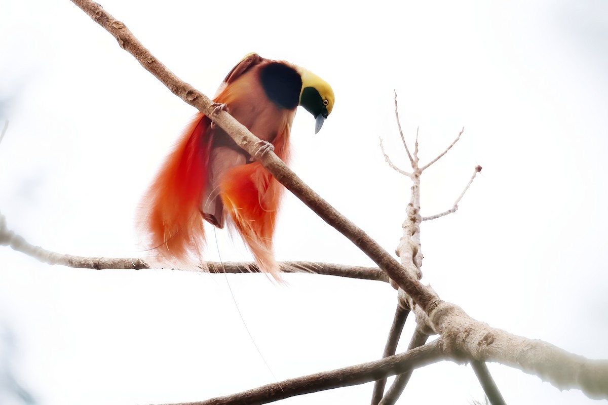 アカカザリフウチョウ - ML641252558
