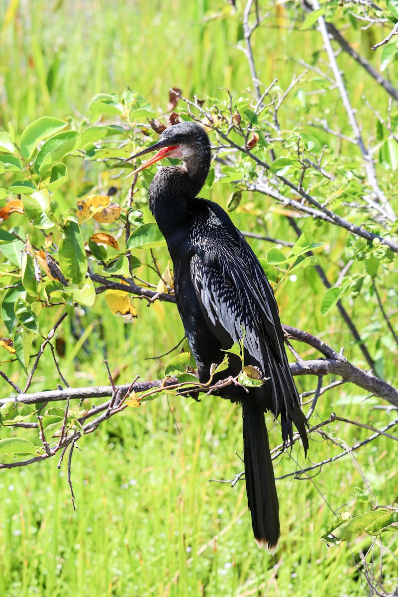 Anhinga - ML641252559