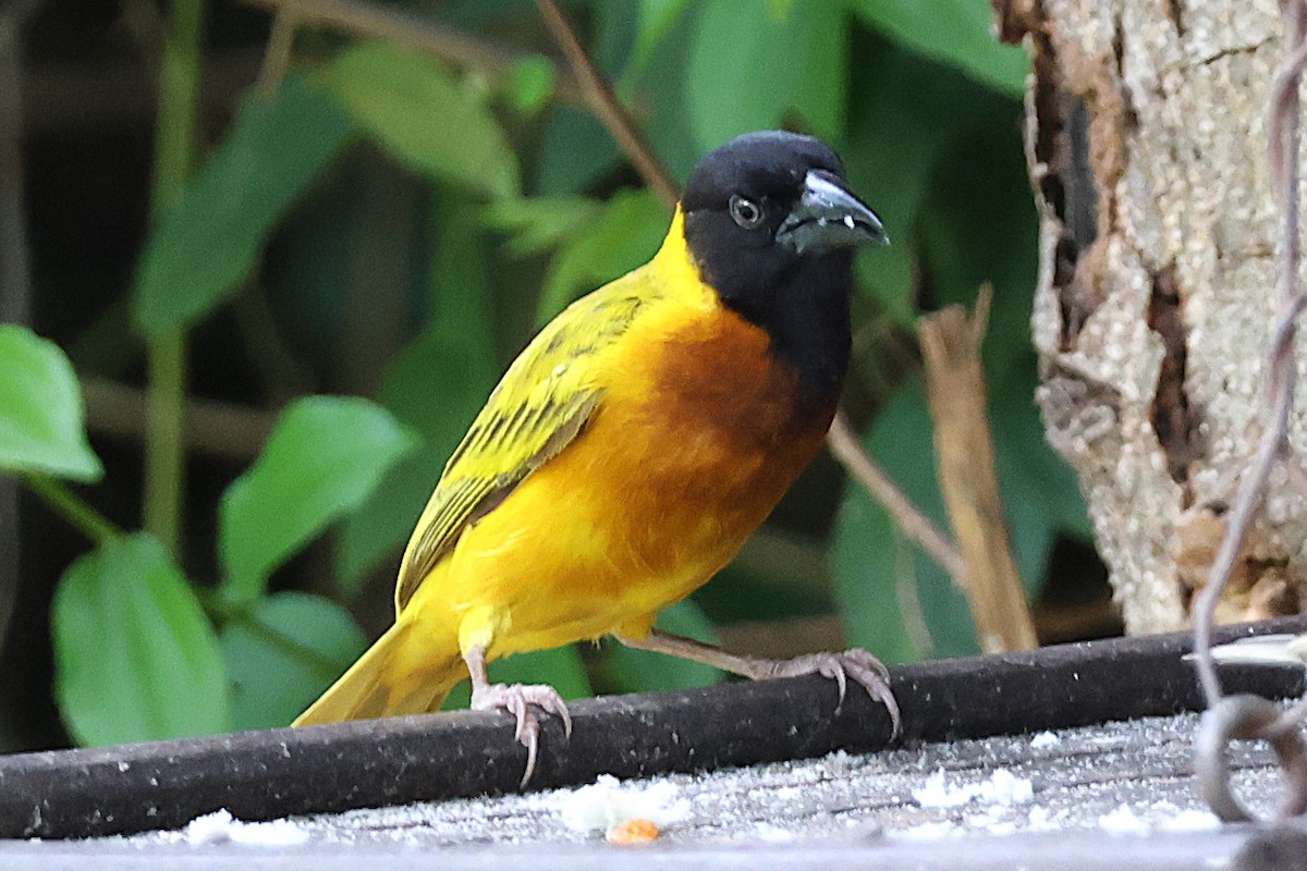 Black-headed Weaver - ML641252592