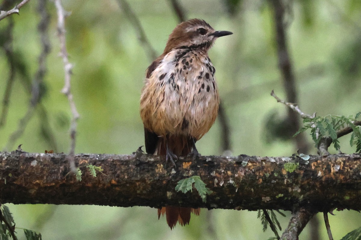 Spotted Morning-Thrush - ML641252600
