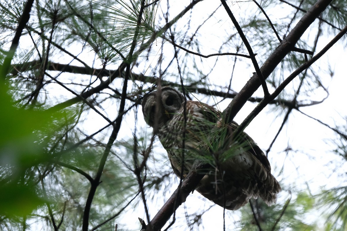 Barred Owl - ML641252625