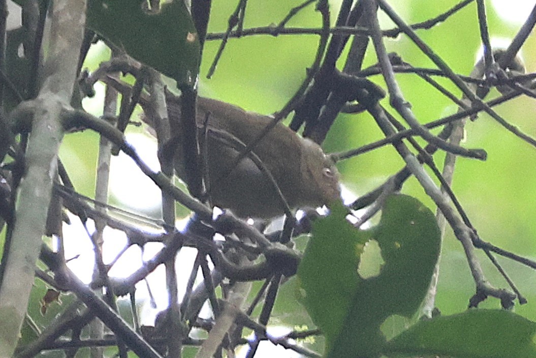 Gray Longbill - ML641252691