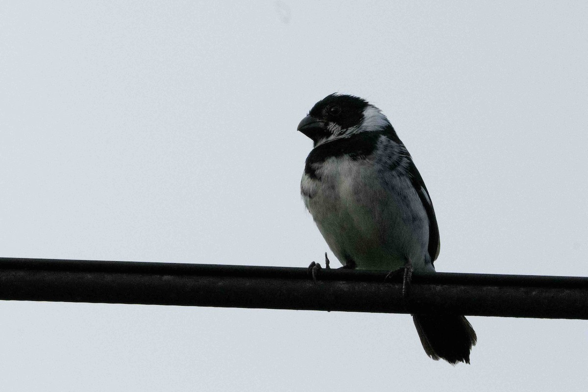 Variable Seedeater - ML641252694