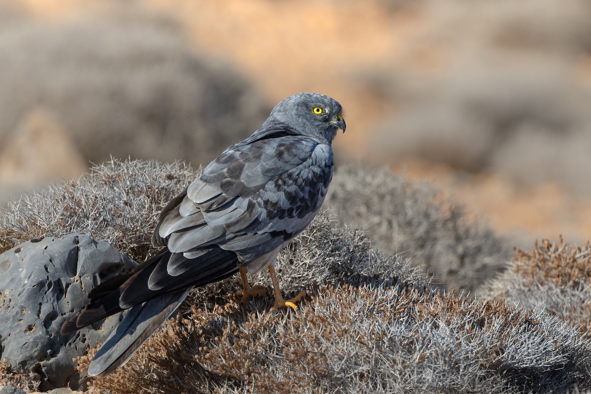 Montagu's Harrier - ML641252718
