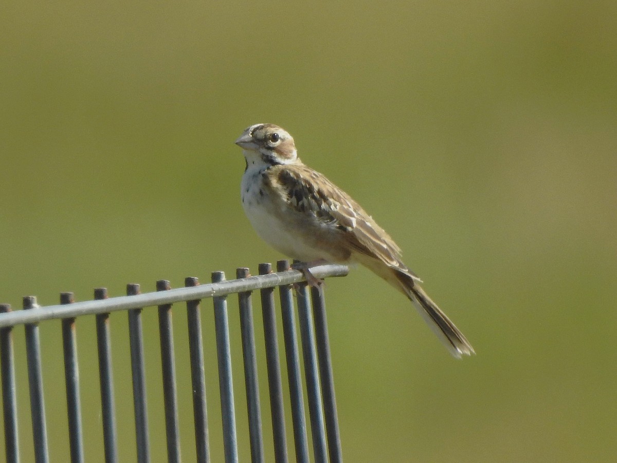 Lark Sparrow - ML641252725