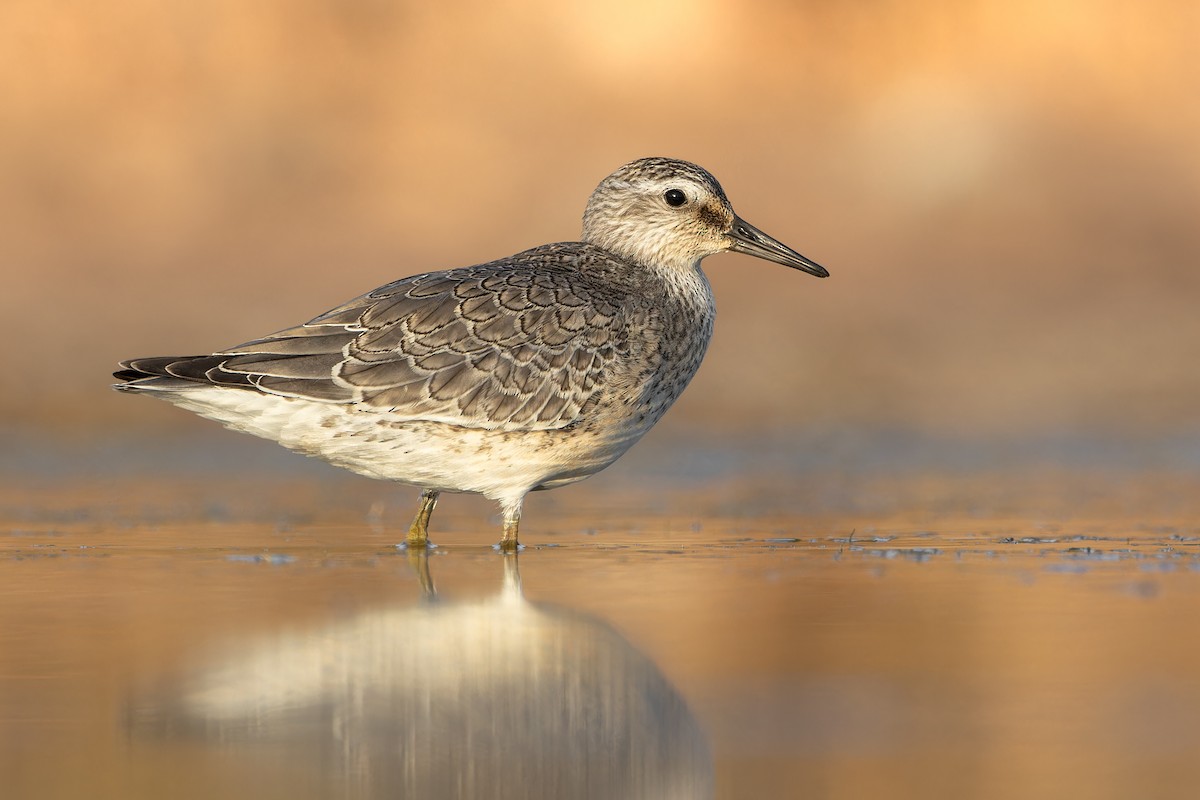 紅腹濱鷸 - ML641252739