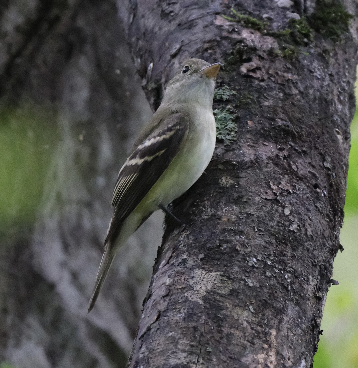 Mosquero Verdoso - ML641252745