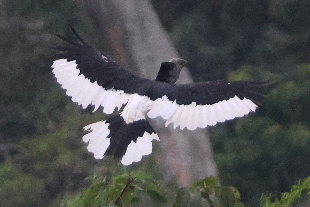 Grauwangen-Hornvogel - ML641252772