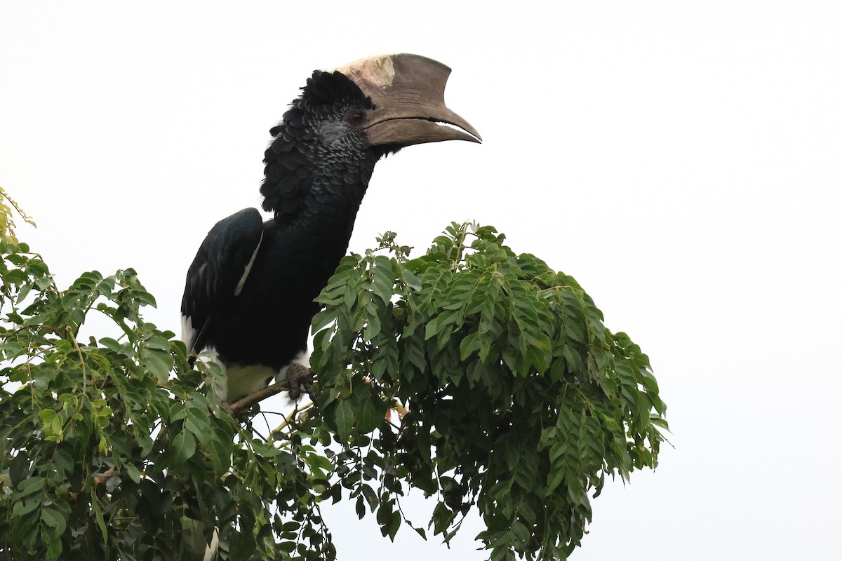 Grauwangen-Hornvogel - ML641252773