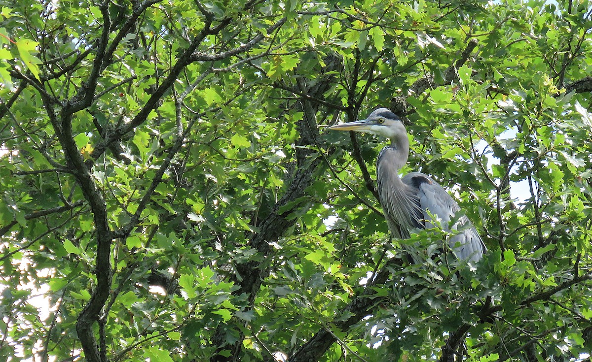 volavka velká - ML641252783