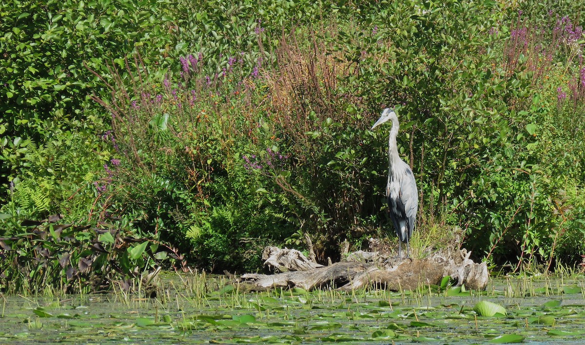 volavka velká - ML641252784