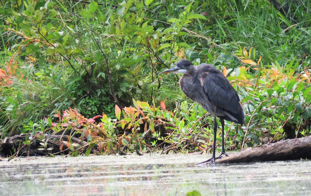 volavka velká - ML641252785