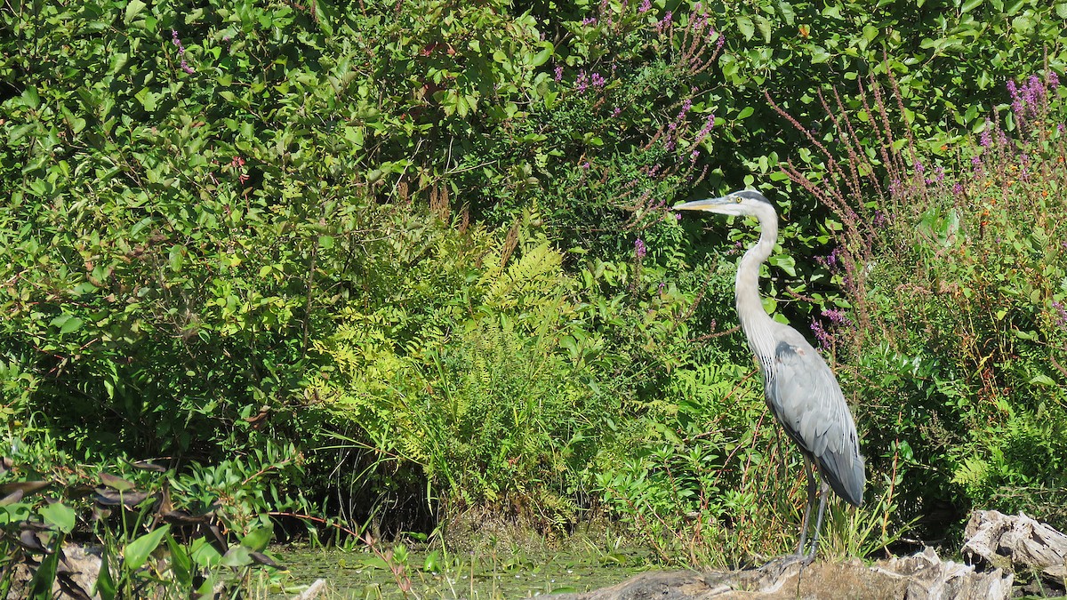 volavka velká - ML641252787