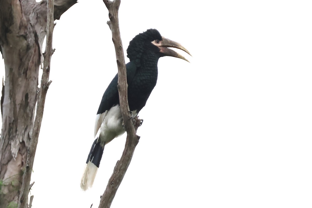 White-thighed Hornbill - ML641252788