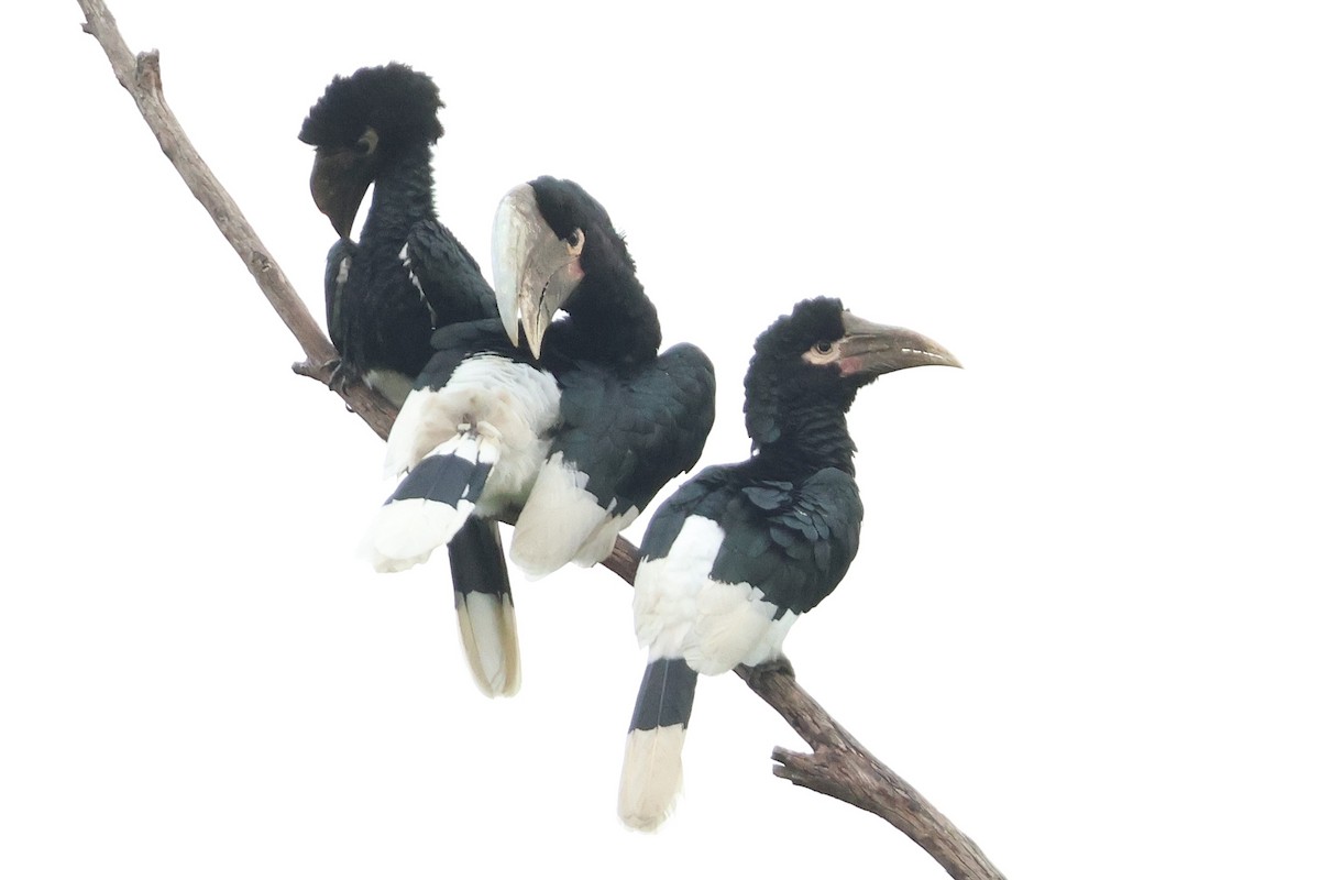 White-thighed Hornbill - ML641252789