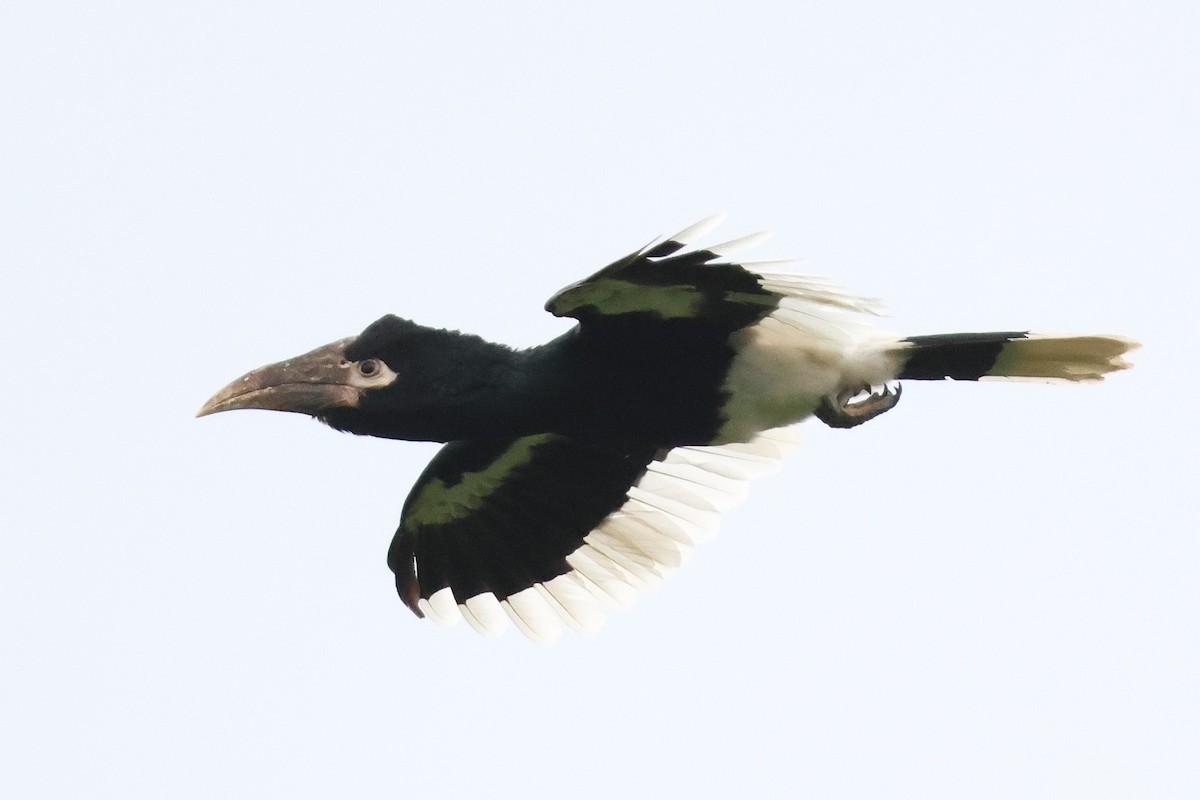 White-thighed Hornbill - ML641252790