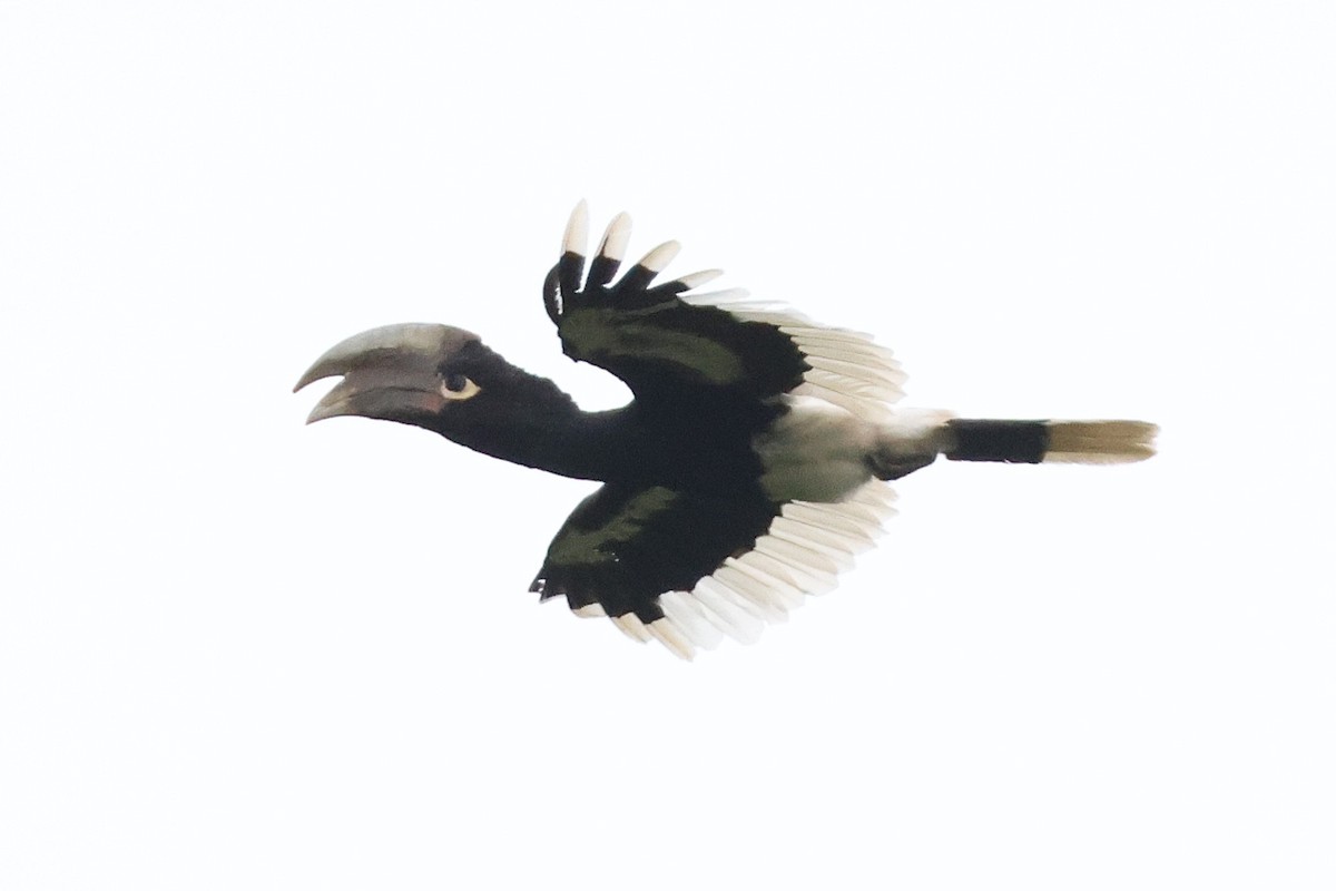 White-thighed Hornbill - ML641252791