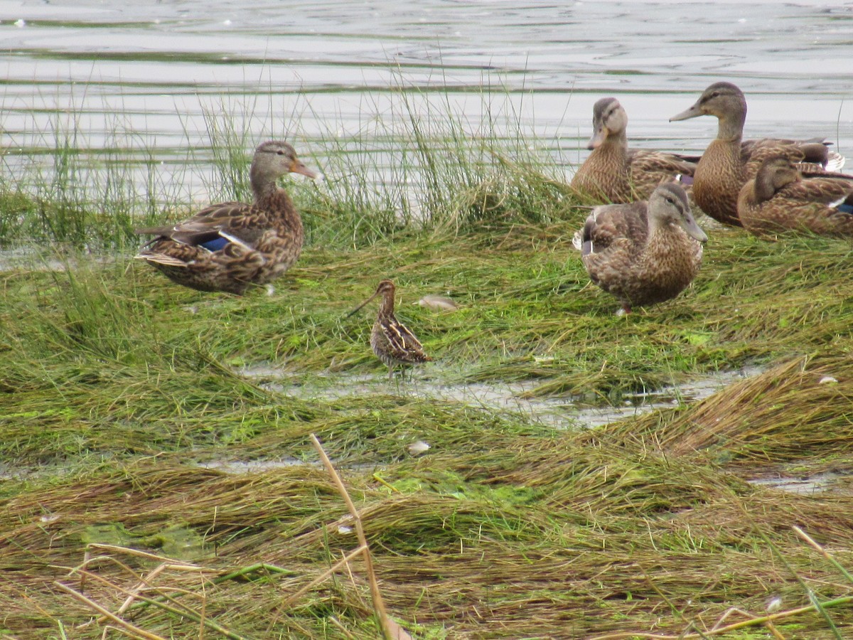 Wilson's Snipe - ML641252811
