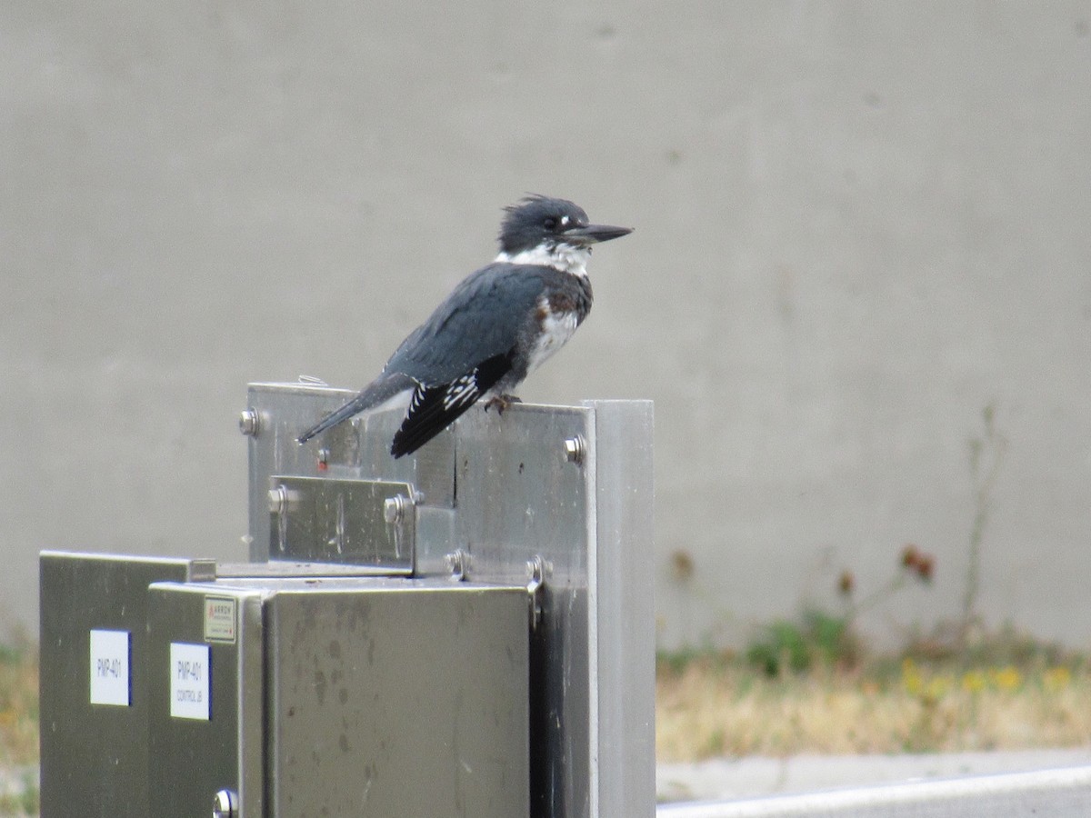 Belted Kingfisher - ML641252831