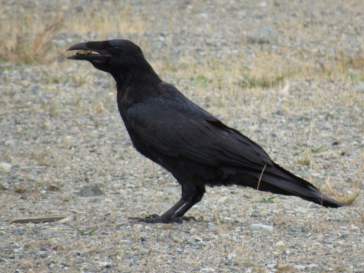 Common Raven - ML641252835