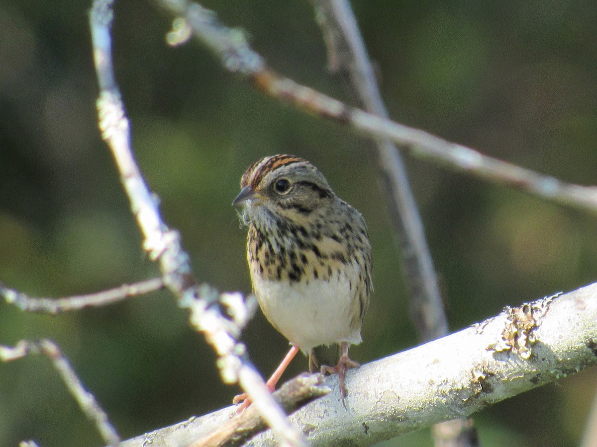 Lincoln's Sparrow - ML641252861