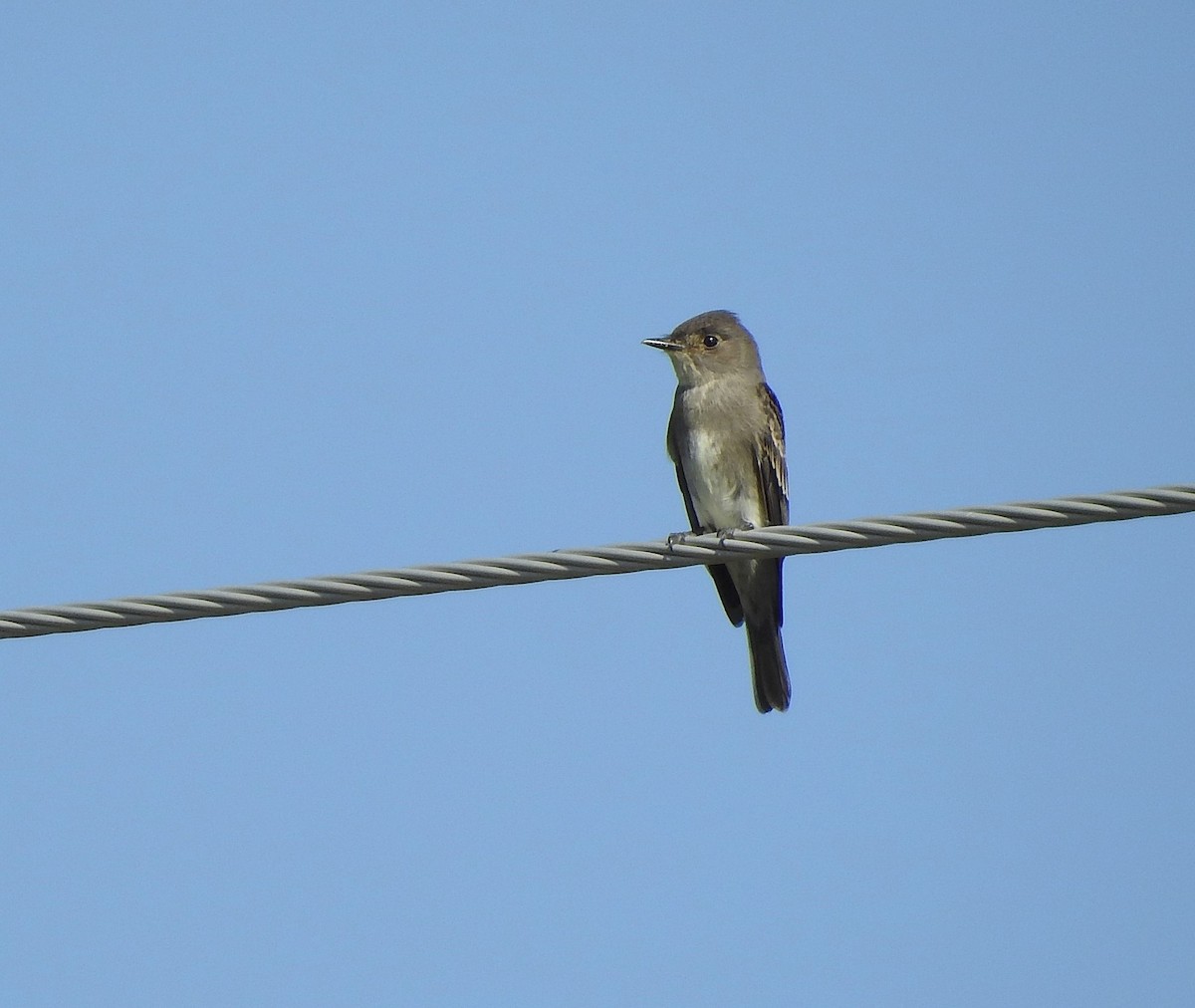 Western Wood-Pewee - ML641252862