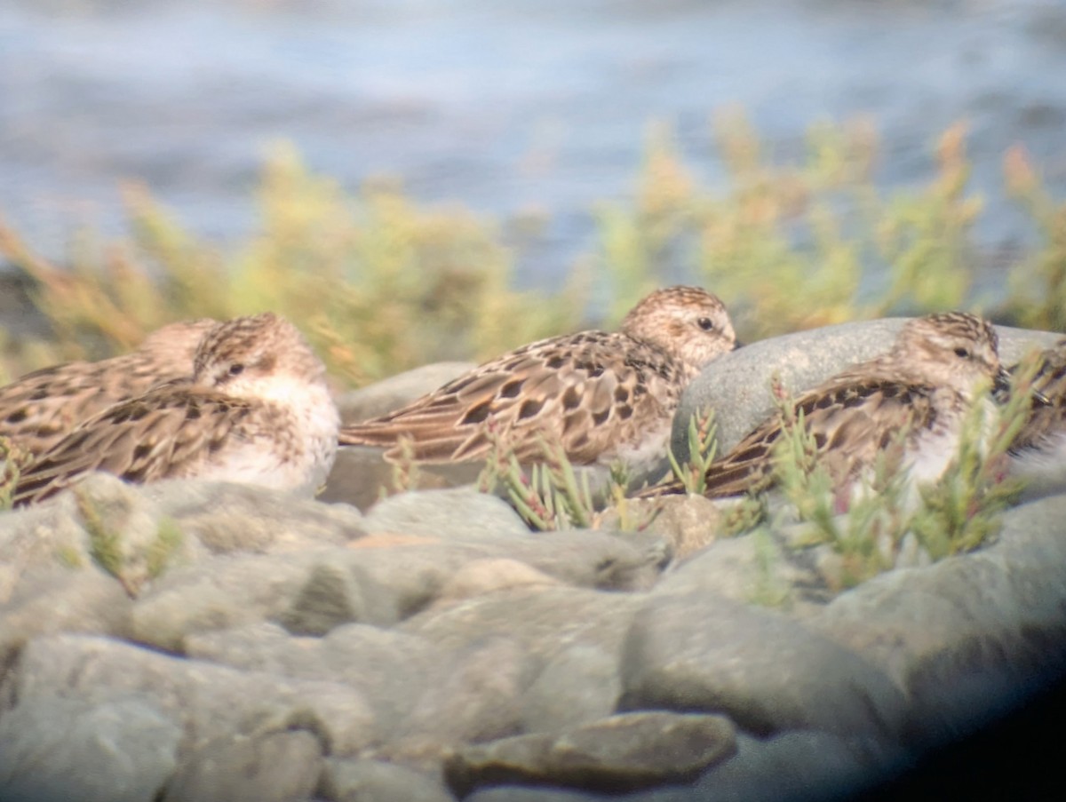Semipalmated Sandpiper - ML641252863