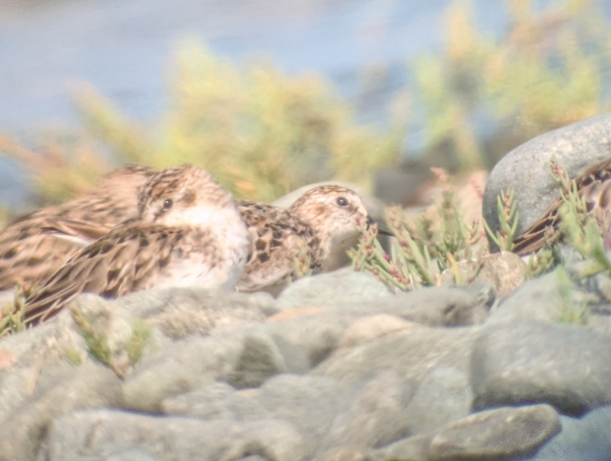 Semipalmated Sandpiper - ML641252864