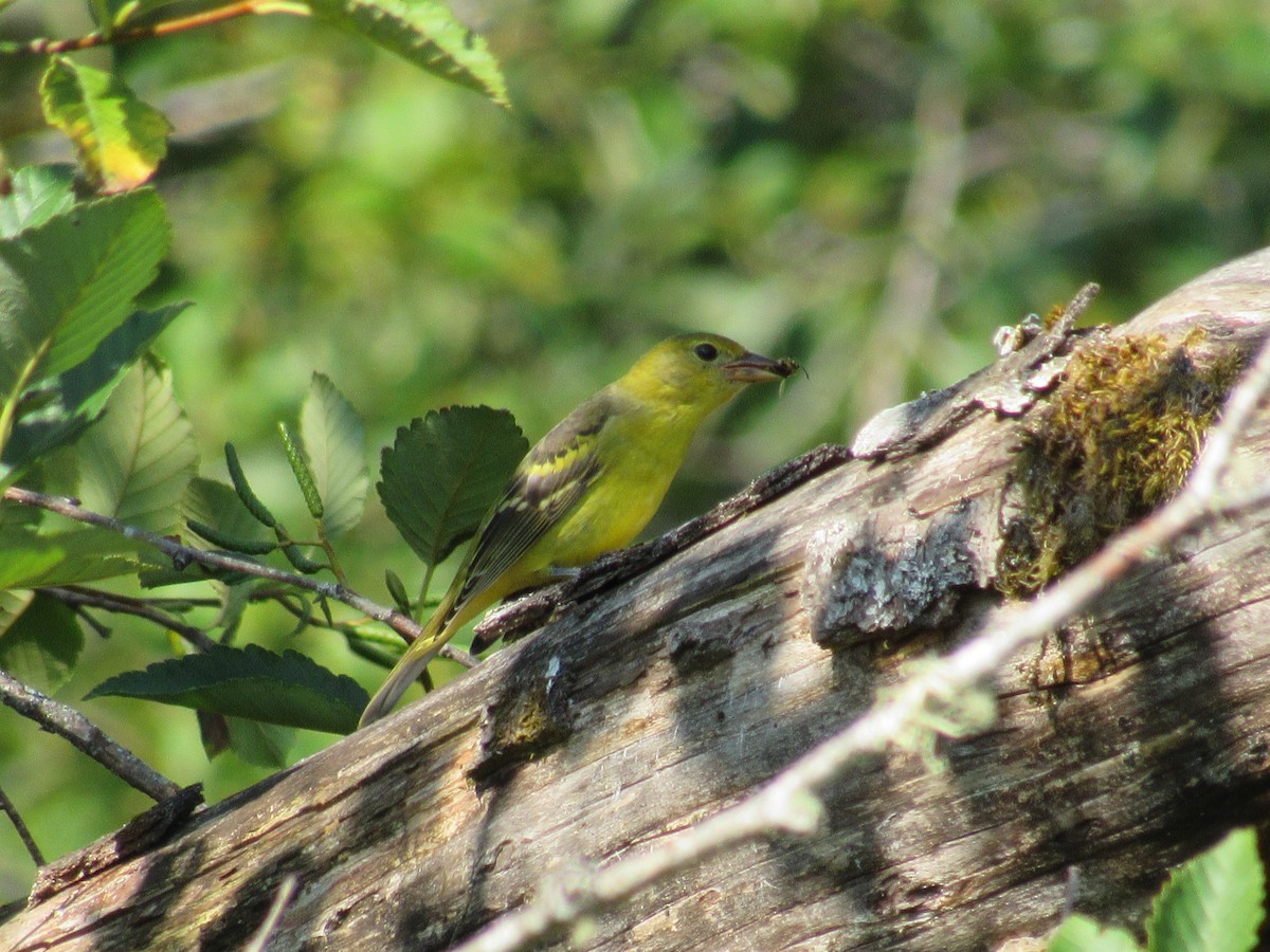 Western Tanager - ML641252870