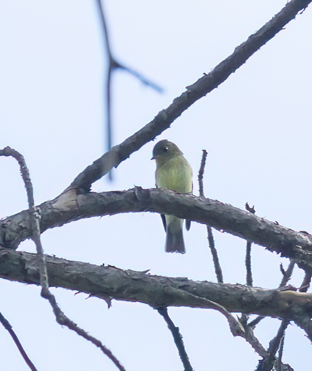 Yellow-bellied Flycatcher - ML641252872