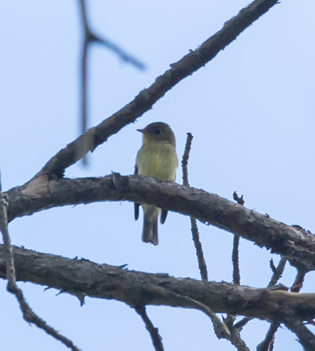 Yellow-bellied Flycatcher - ML641252873