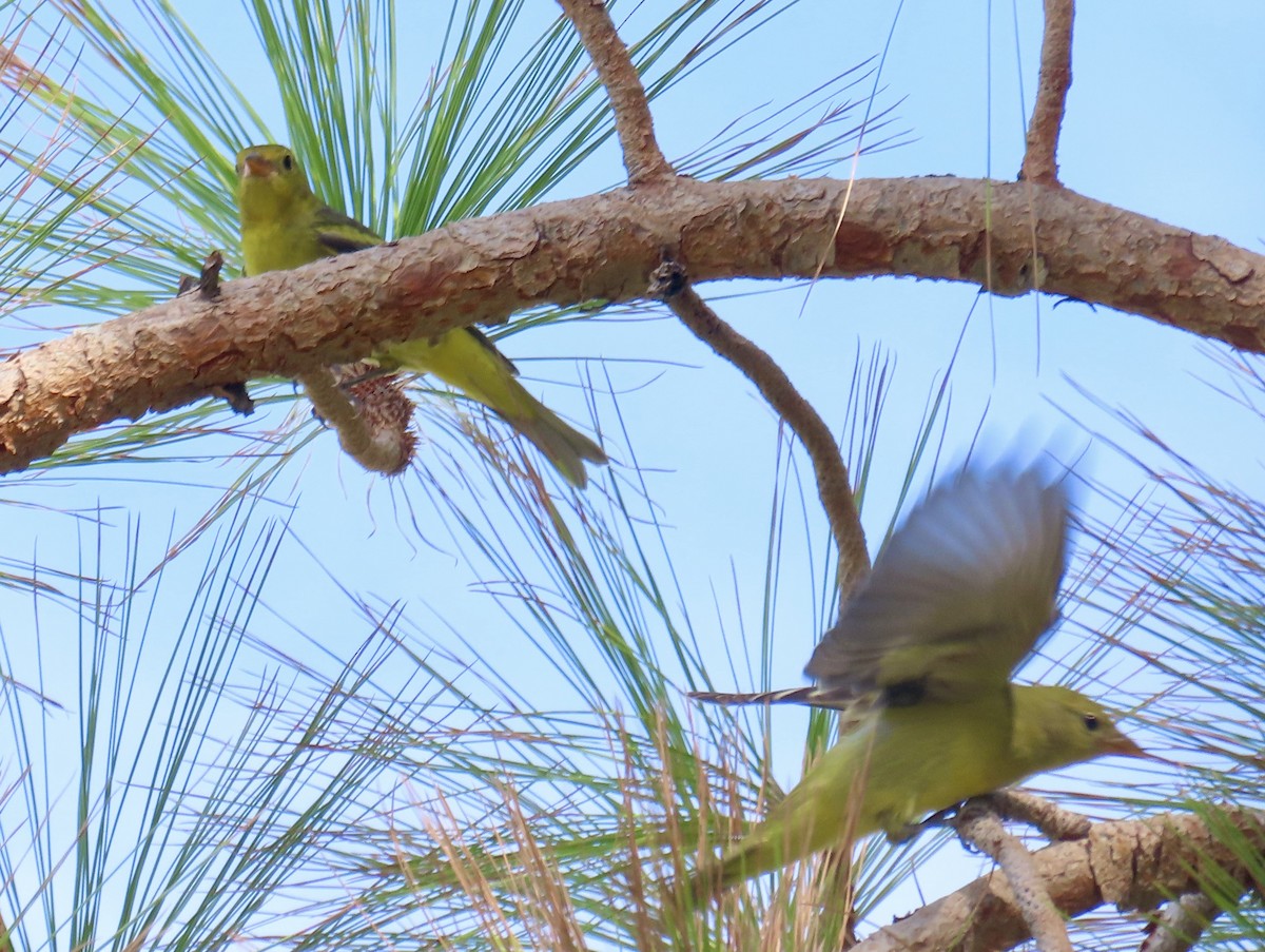 Western Tanager - ML641252888