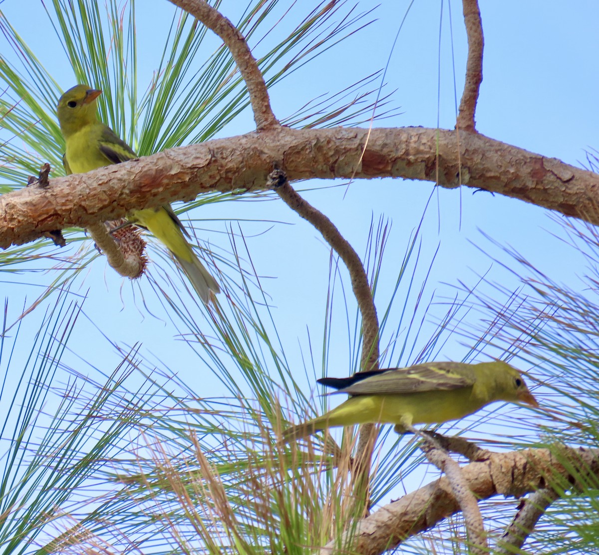 Western Tanager - ML641252889