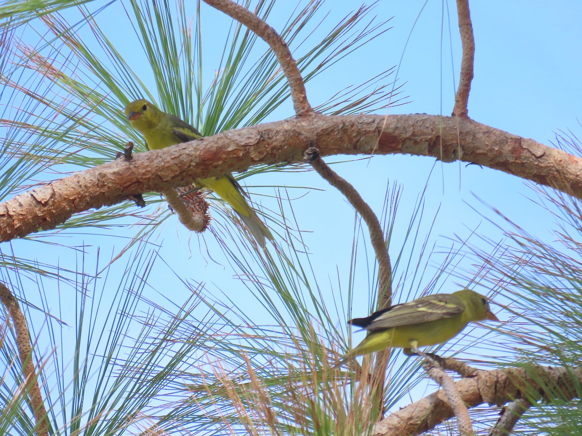 Western Tanager - ML641252892