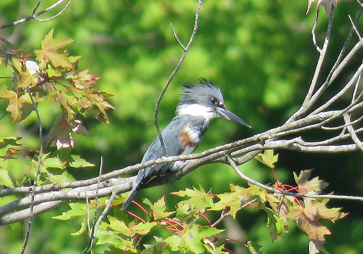 rybařík pruhoprsý - ML641252894