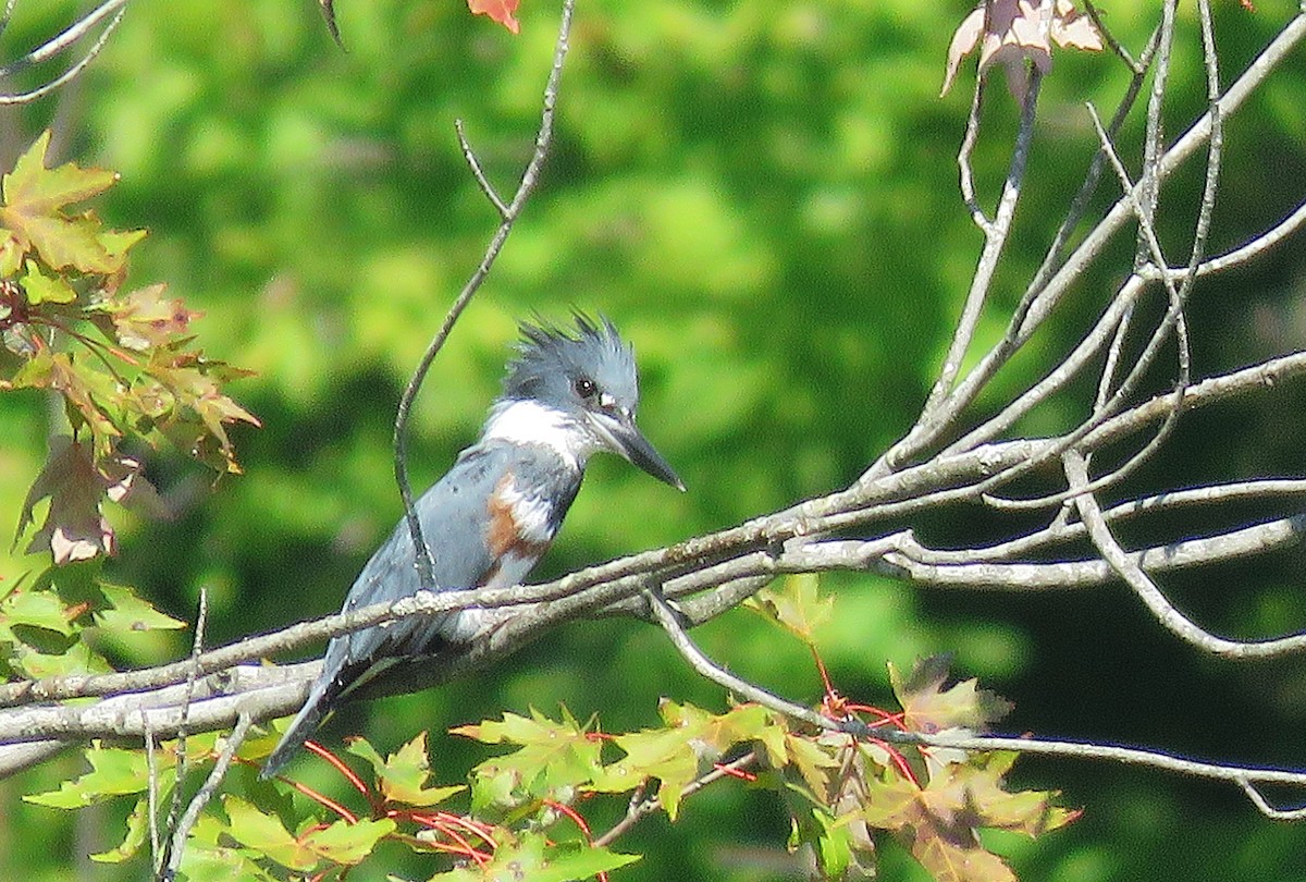 rybařík pruhoprsý - ML641252895