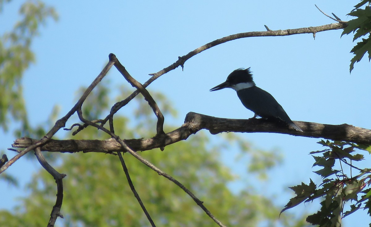 rybařík pruhoprsý - ML641252896