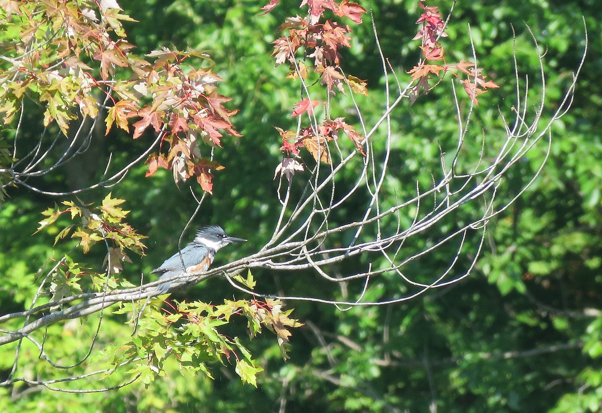 rybařík pruhoprsý - ML641252897