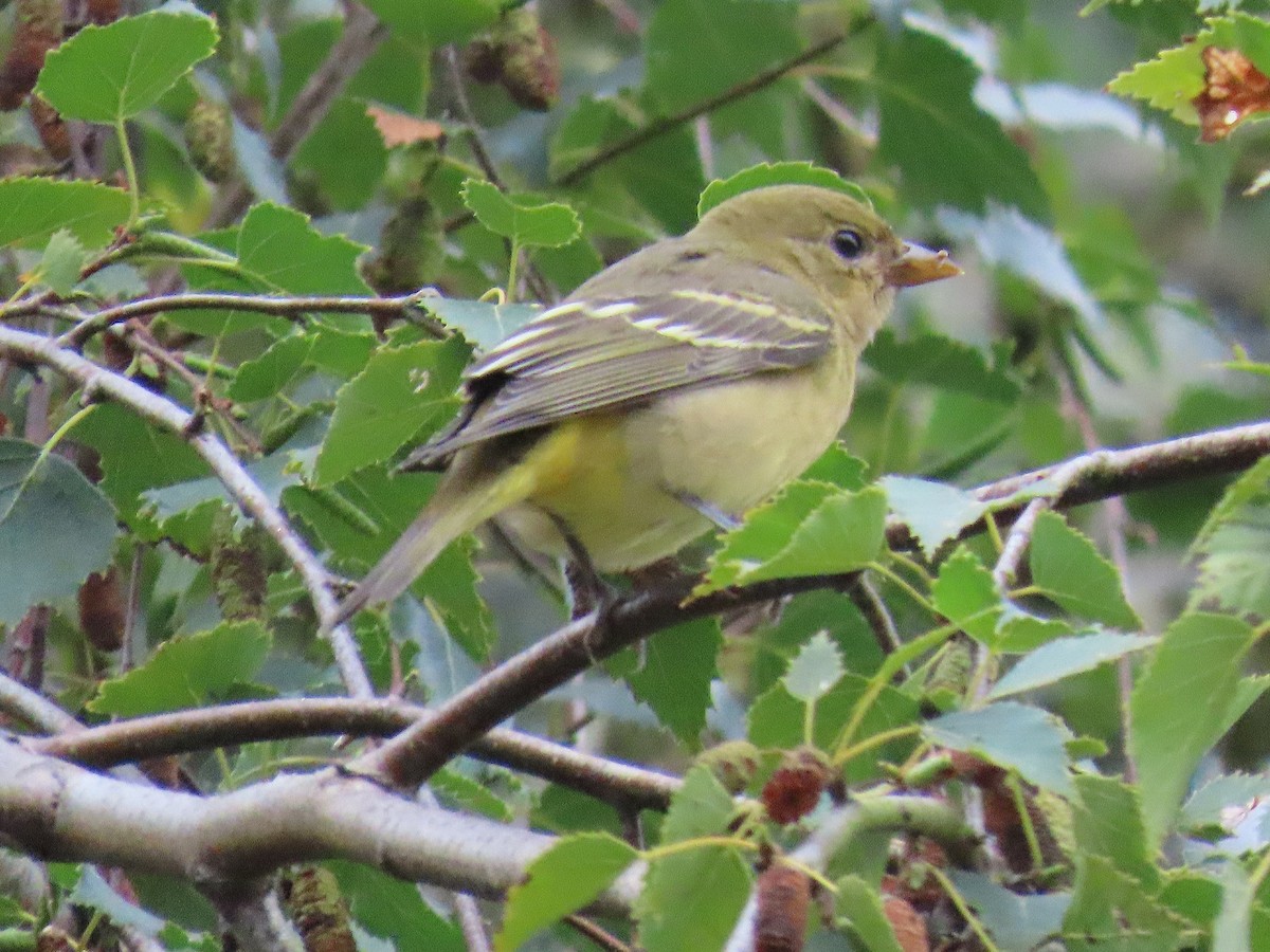 Western Tanager - ML641252903