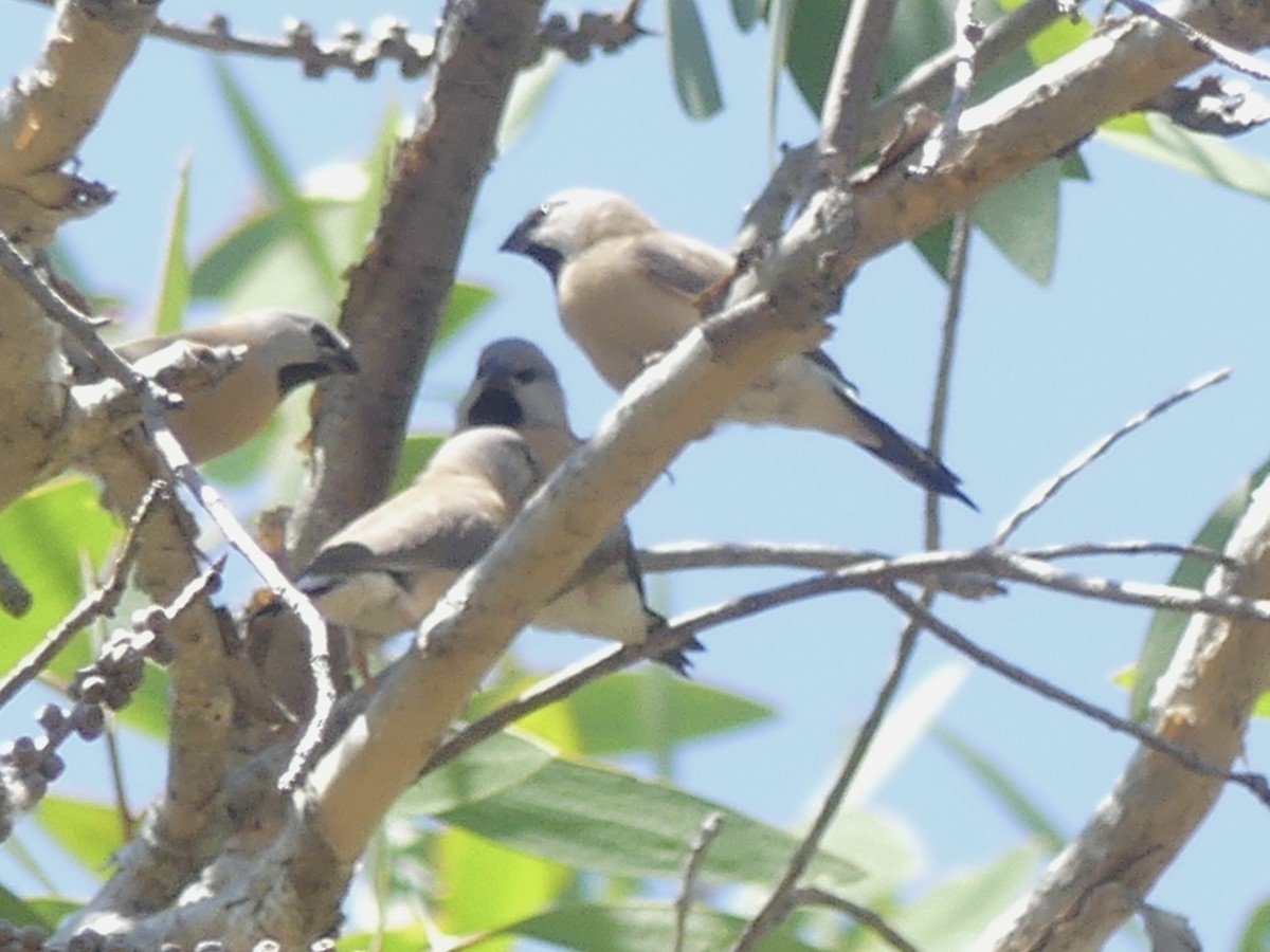Long-tailed Finch - ML641252905