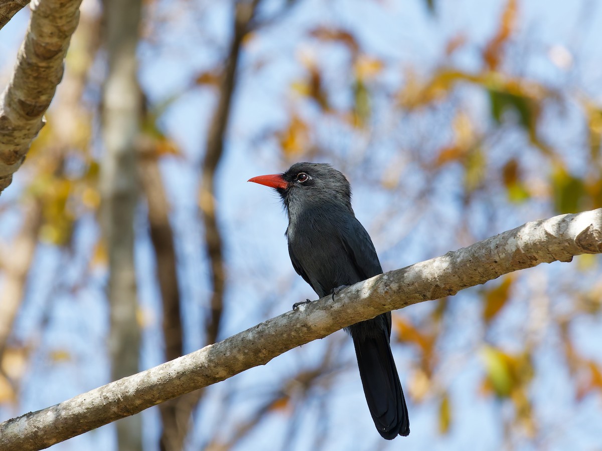 Black-fronted Nunbird - ML641252923